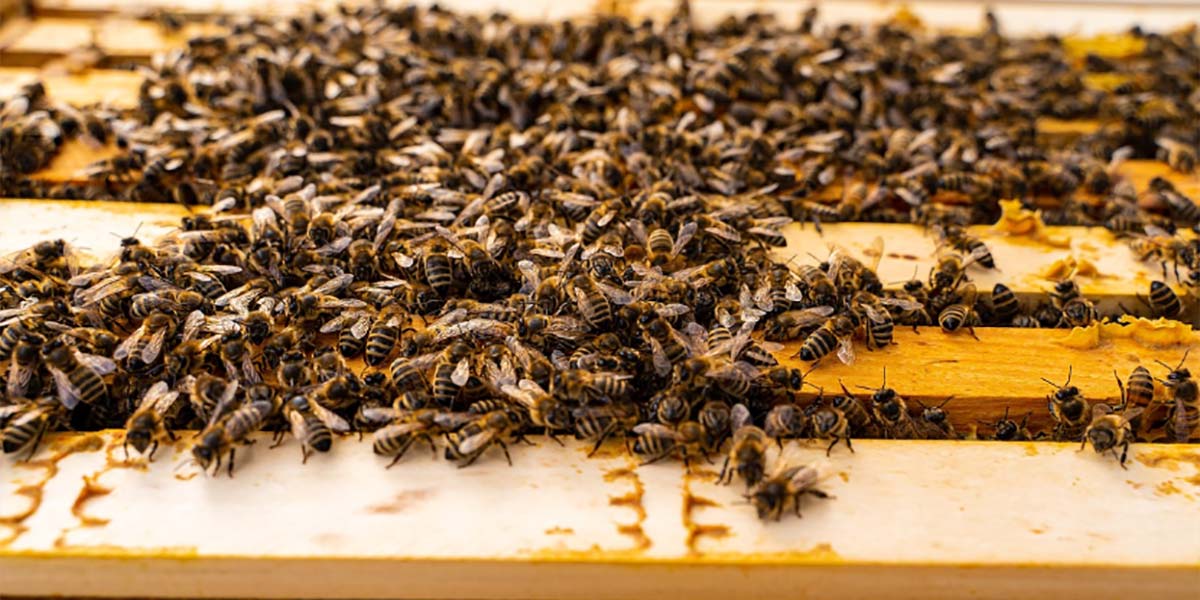 Le api, tutt’altro che estinte. Sono troppe, a rischio gli altri pronubi